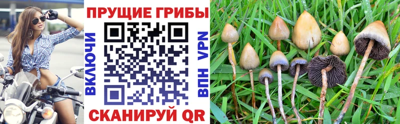 Псилоцибиновые грибы Psilocybine cubensis  Серов 